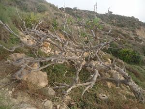ORAN AUTOUR DE LA TEJERA PAR NOEL LOPEZ DE LA TRINITE SUR MER (17)